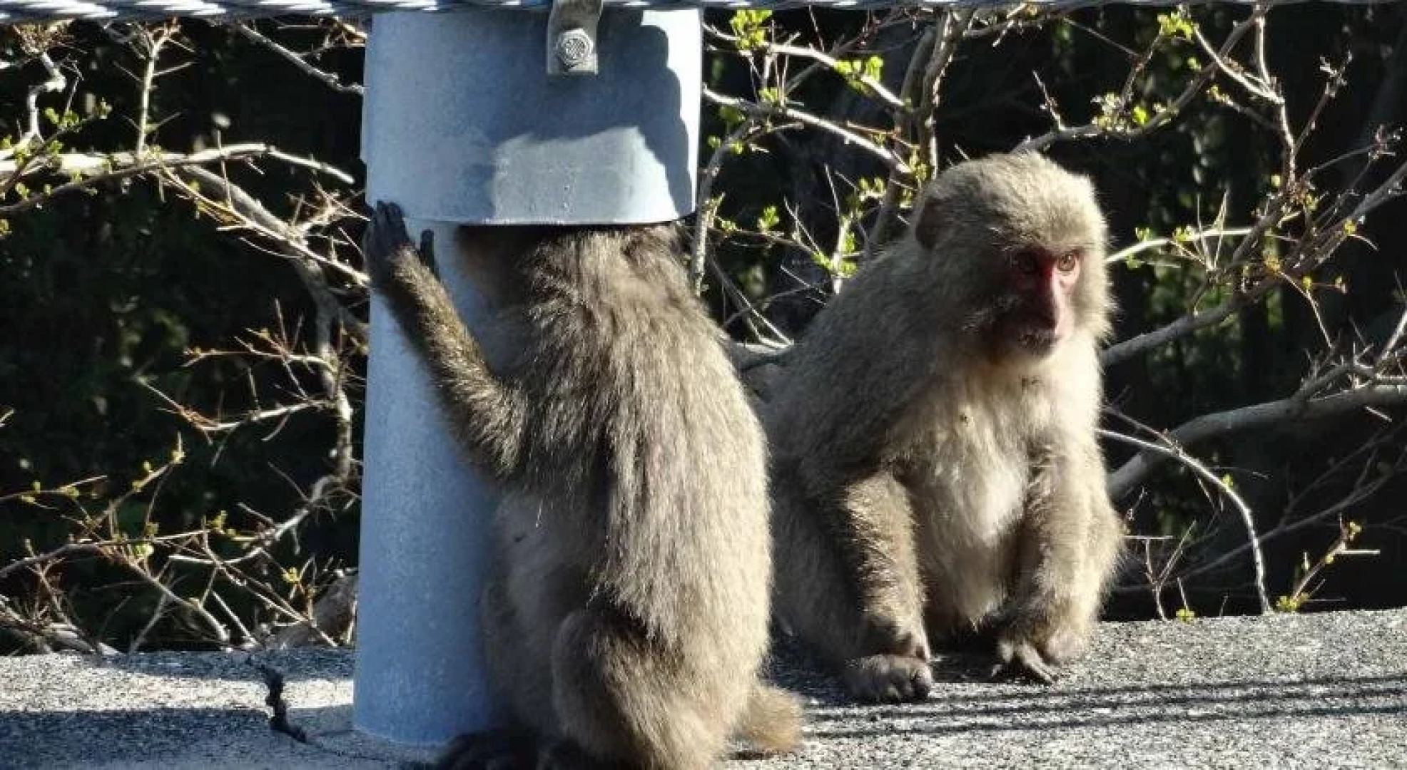 Iyashino Minshuku Tonton