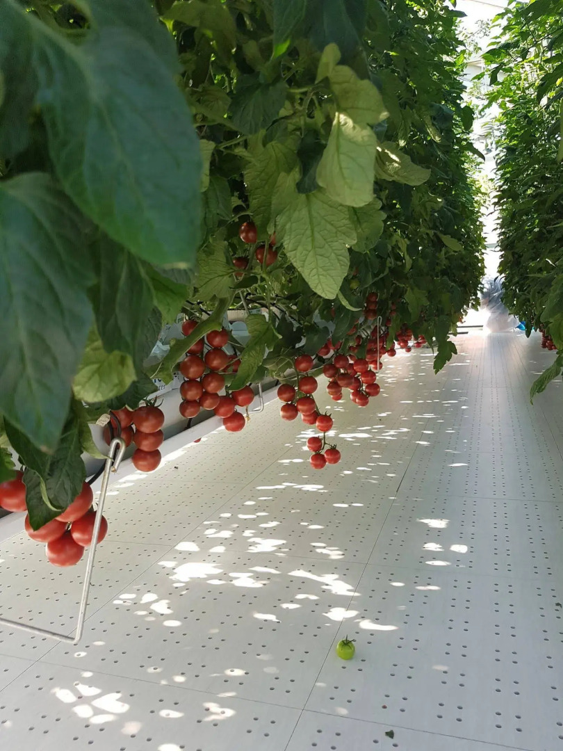 Locanda Colle Cerqueto