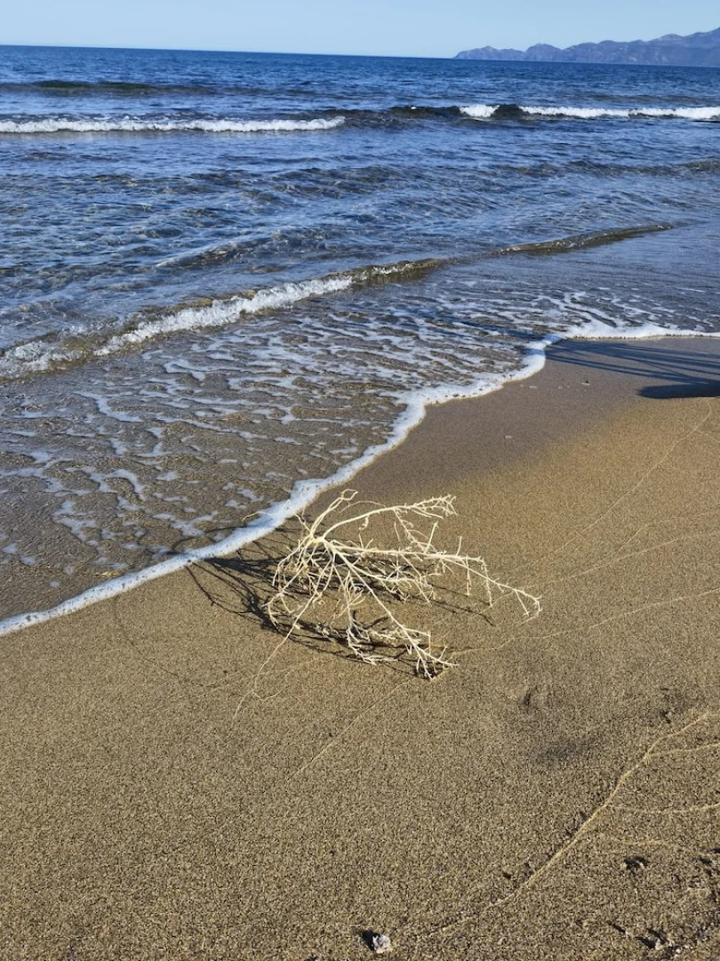 la corte degli ulivi