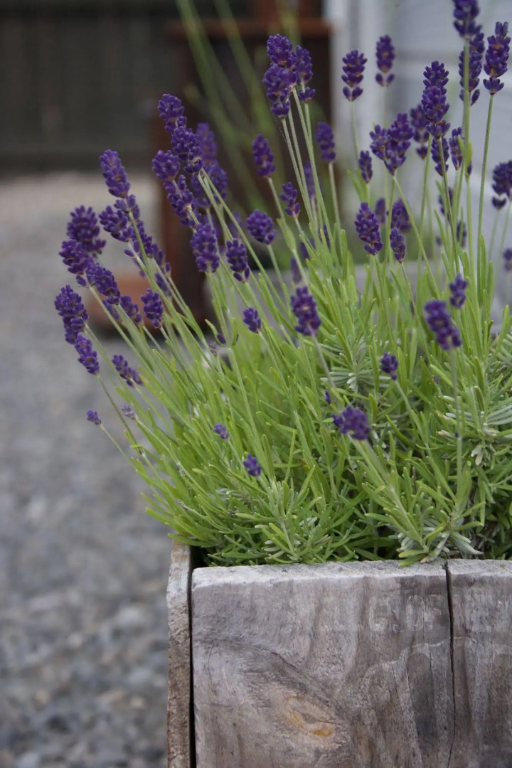 Pinedale Lodge & Apartment