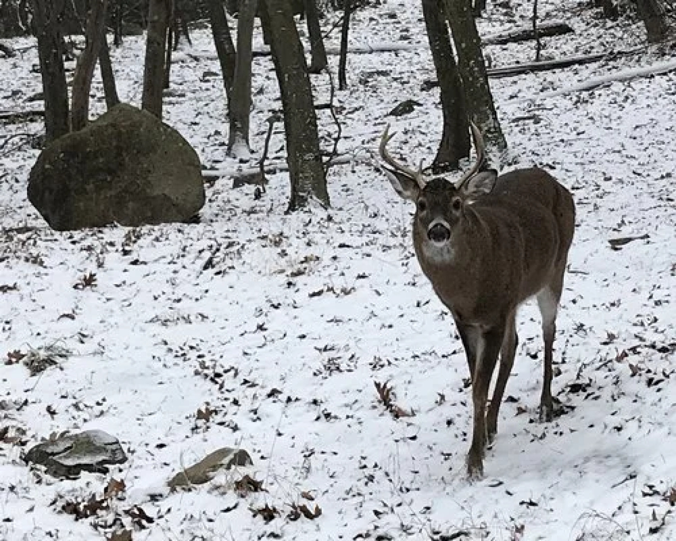 Westwood Villas, Lake Harmony, USA