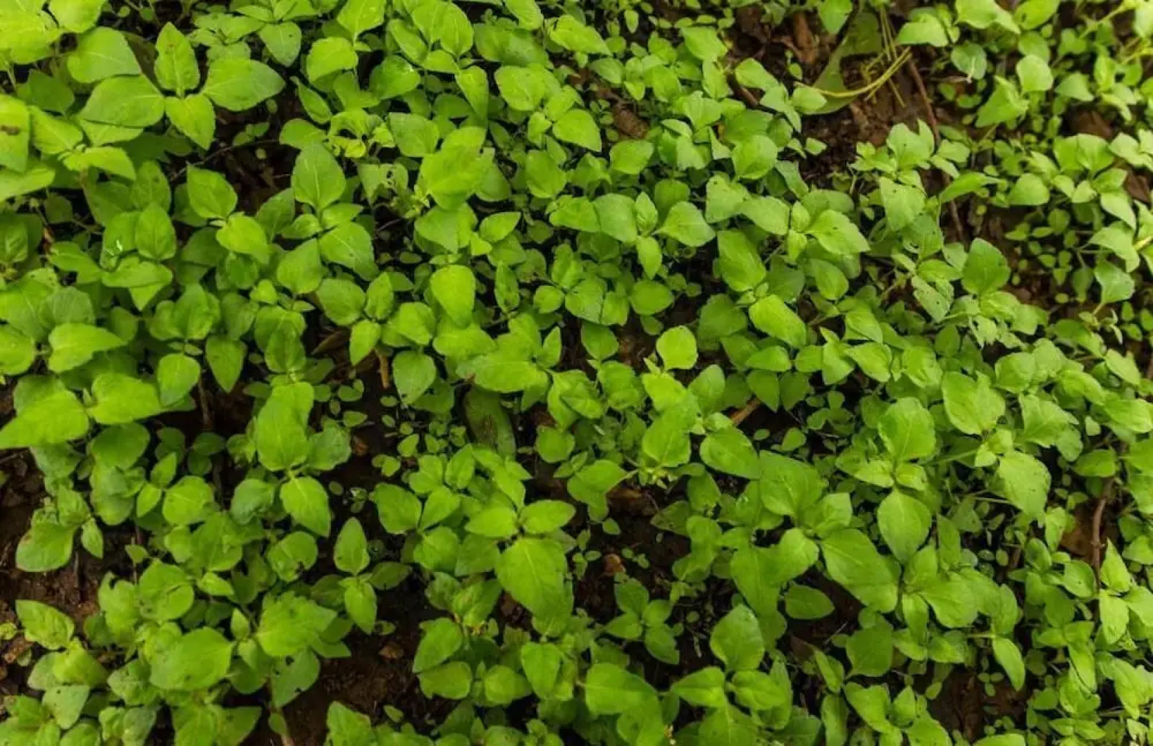 The Windflower Jungle Resorts and Spa