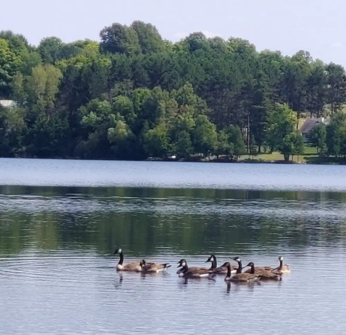 Lakeshore Motel Ice Lake