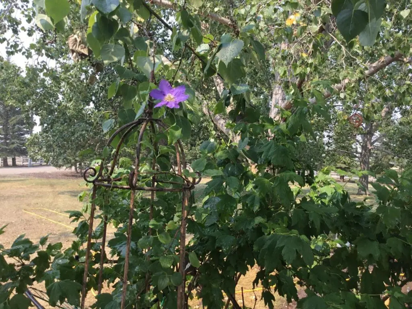 Rolling Hills Country Resort Bed and Breakfast