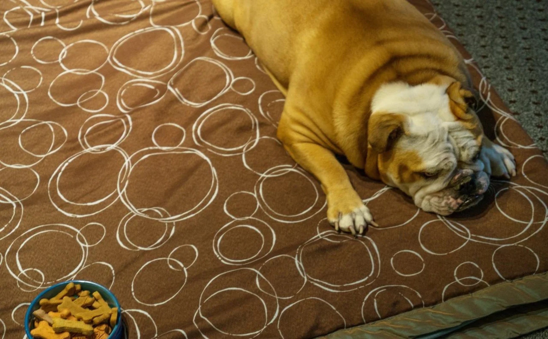 Staybridge Suites Wilmington - Brandywine Valley by IHG