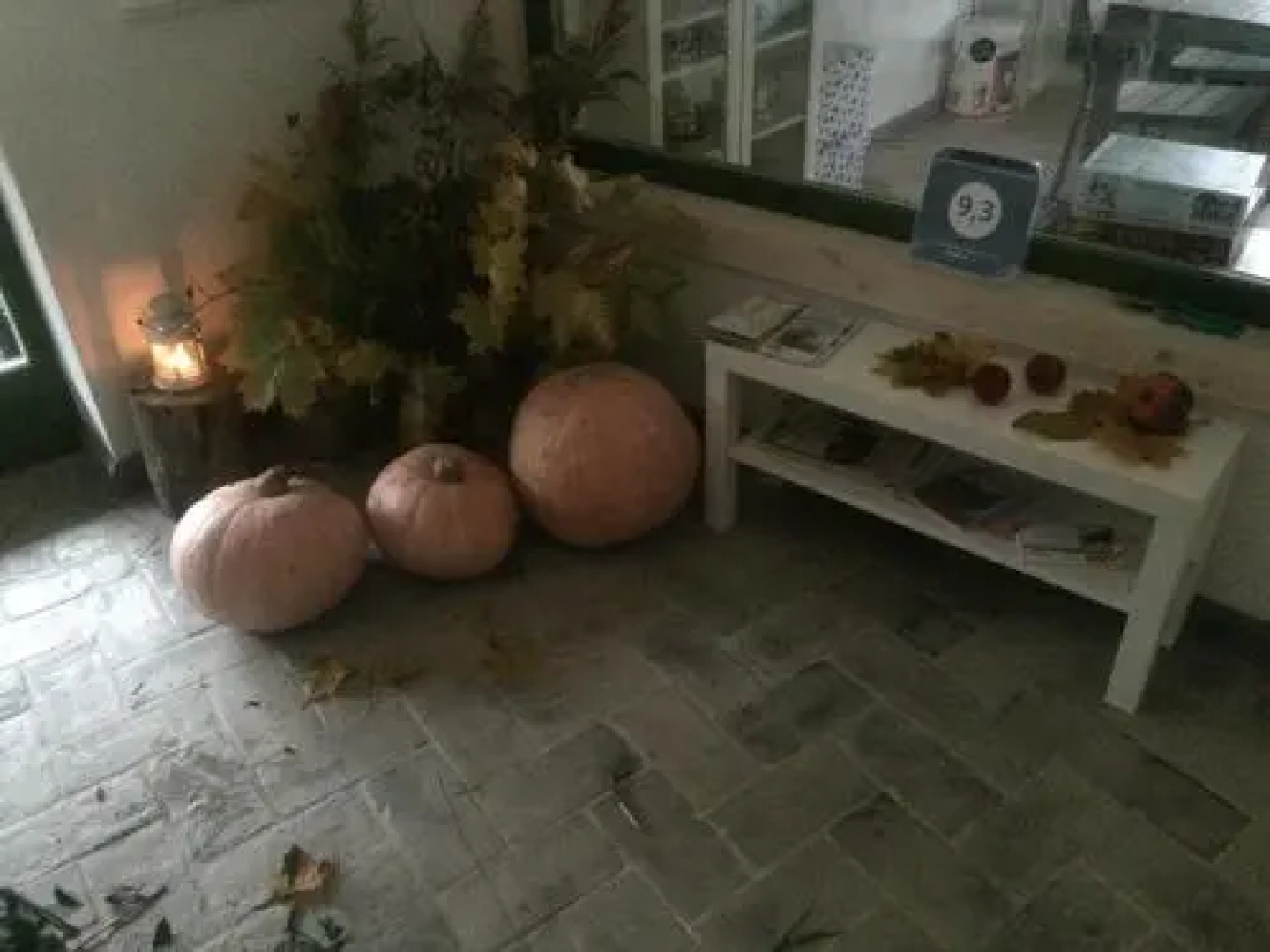 Chamedafne w Puszczy Kampinoskiej