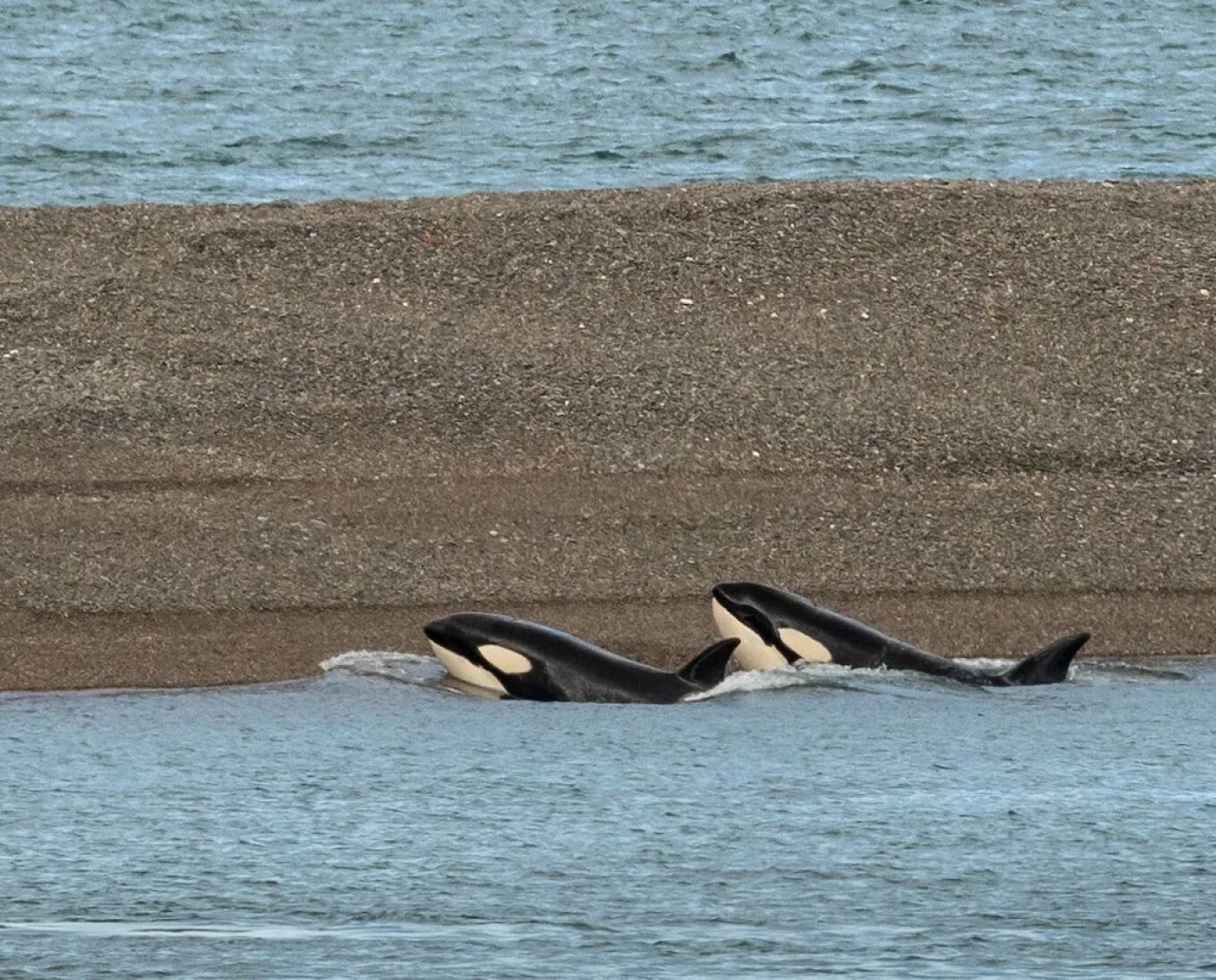 La Elvira Natural Lodge Nature & Wildlife Experience in Peninsula Valdés