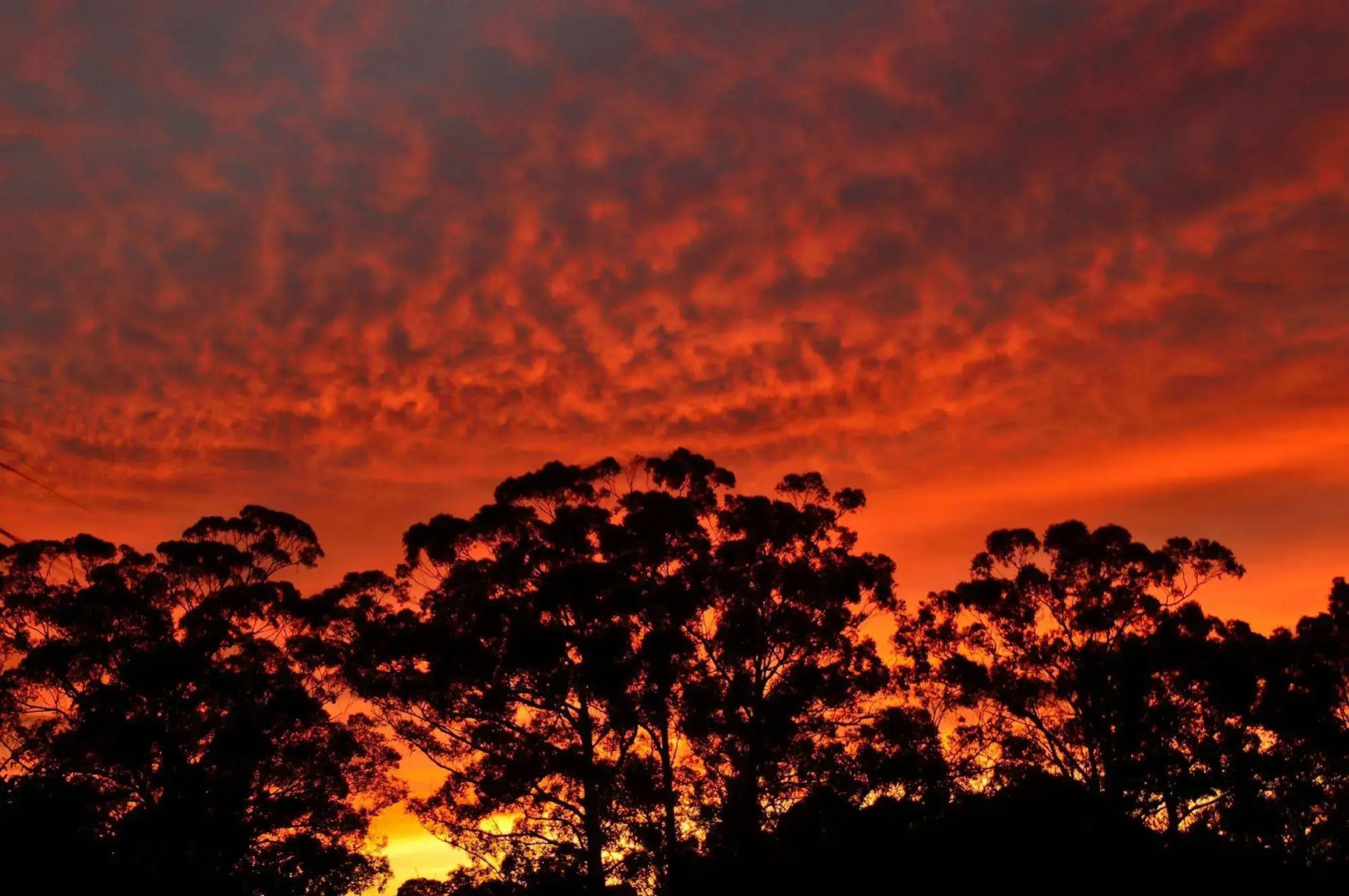 Diamond Forest Farm Stay