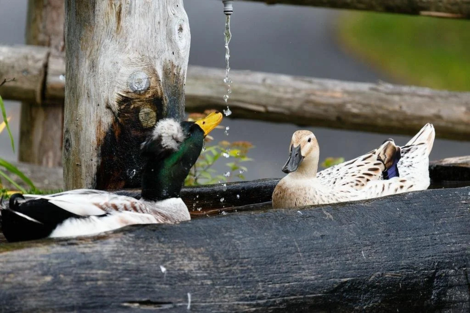 Apartment Wegscheider