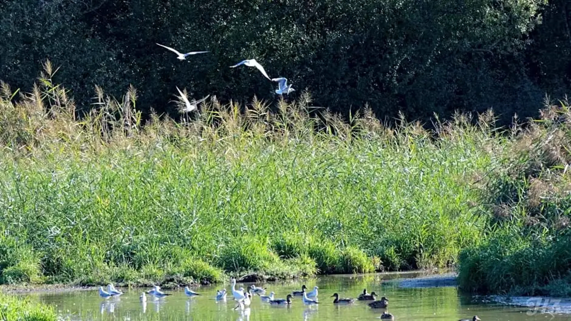 Espace Nature Studio indépendant proche du Parc des oiseaux