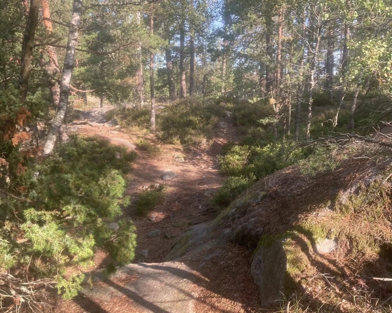 Luxurious Studio Within Nature Next to Stockholm