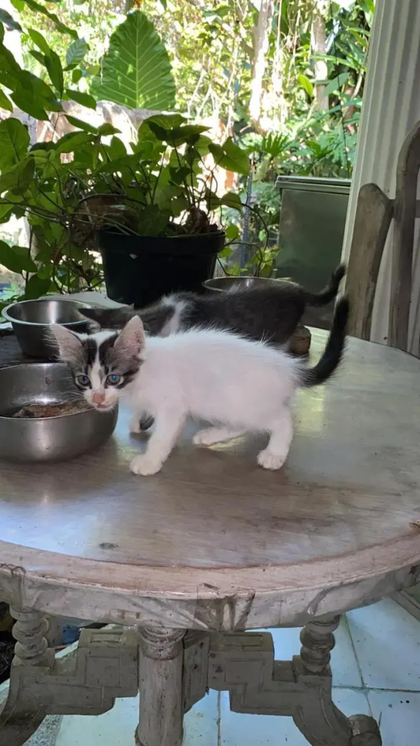 Shady Grove Healing Centre and Homestay