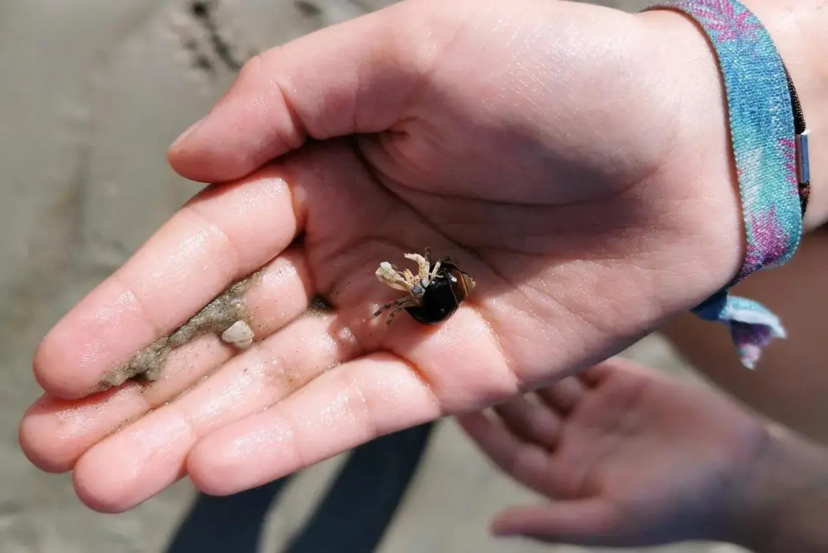 Haus Inselrose Juist