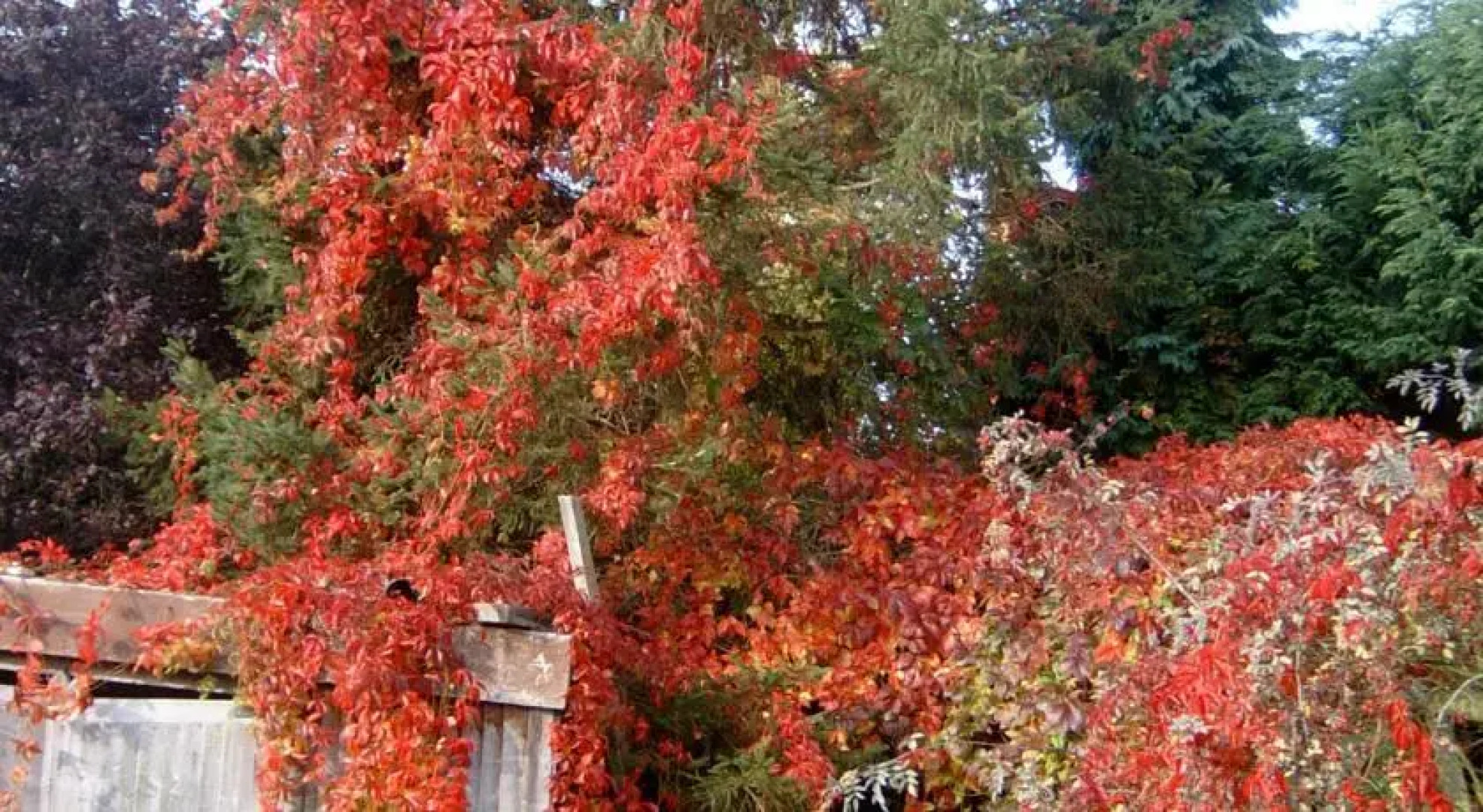 The Harbour Guest House