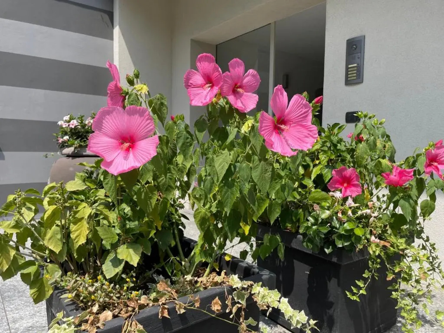 MY HUMBLE HOUSE - elegante appartamento con patio