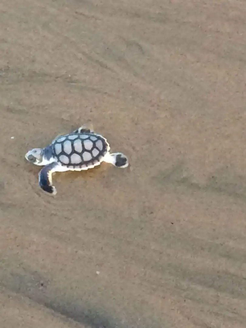 The Shores Holiday Apartments