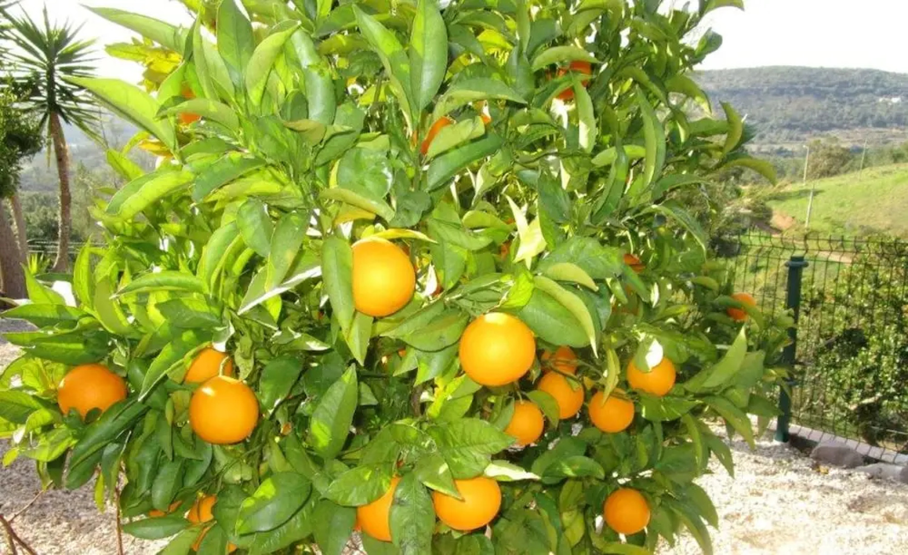 House With one Bedroom in Alte, With Wonderful Mountain View, Private