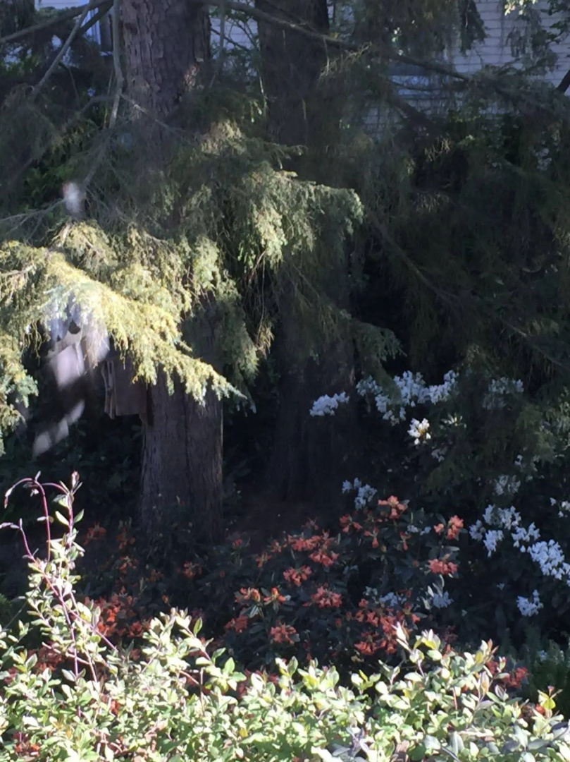 Sacred Garden Healing Center
