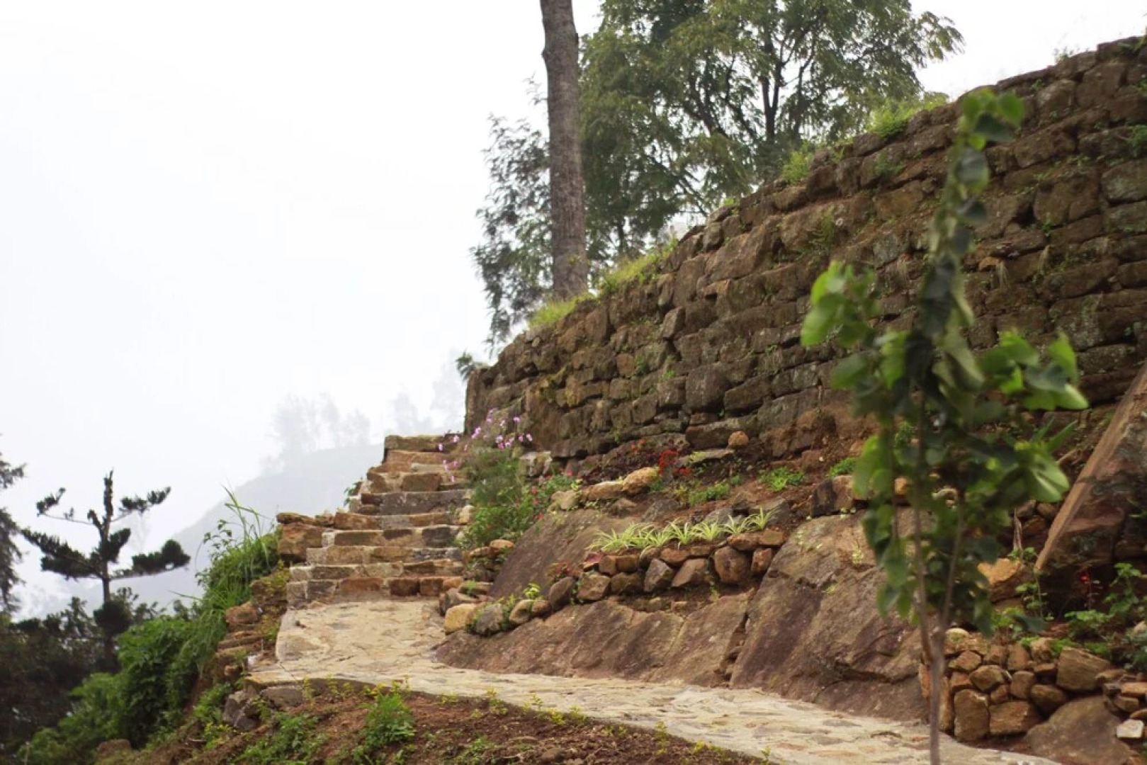 Meena Amma's Tea Experience