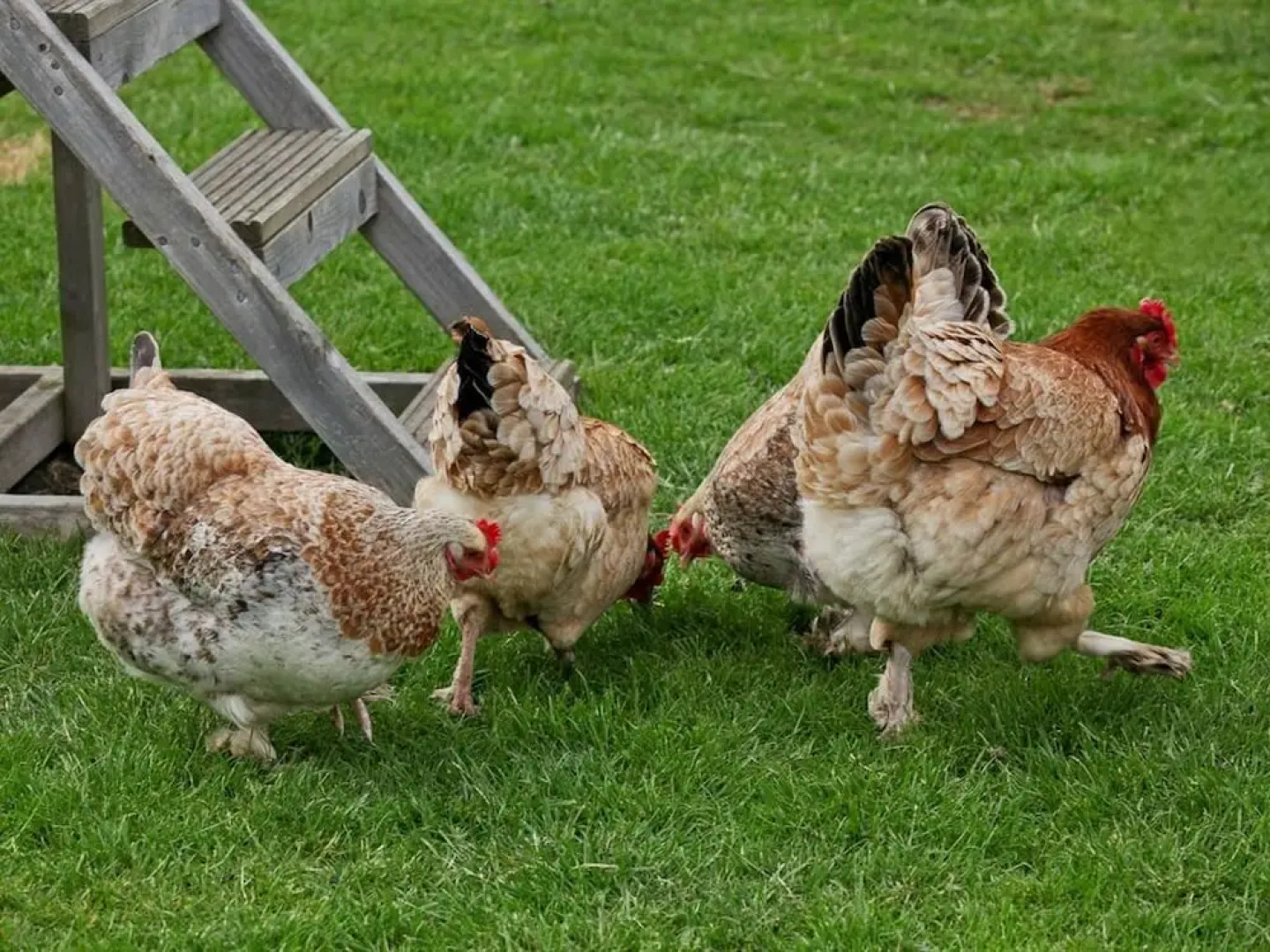 Box Bush Cottage - B&B