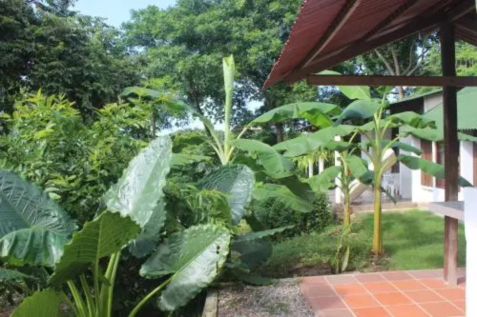 Jaguar Azul Palomino