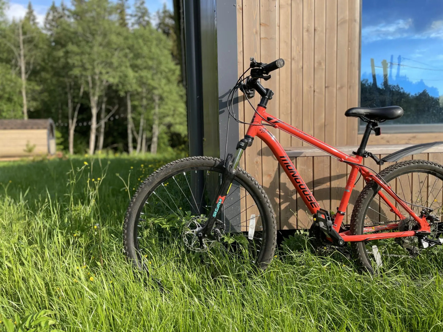 Pine Forest(Хвойный лес)