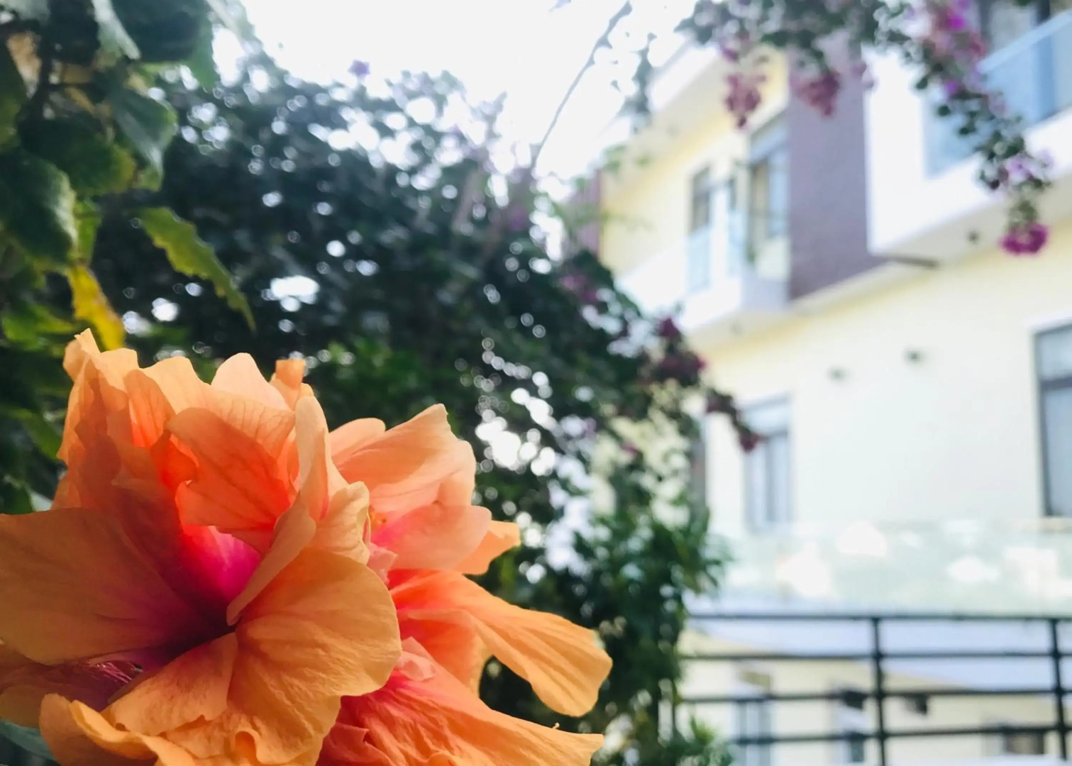 Quang Vinh - Đao Ly Son