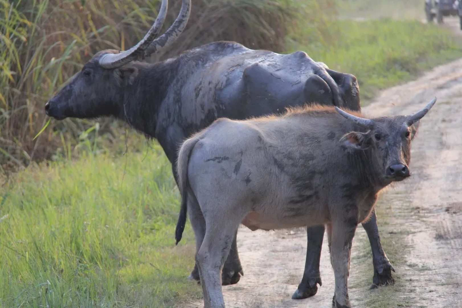 ROYALE de' CASA RESORT KAZIRANGA