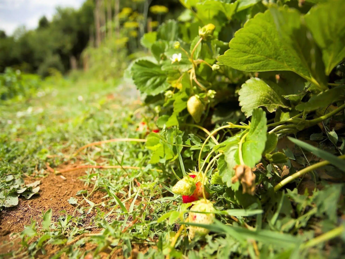 Agriturismo La Rocca dei Briganti