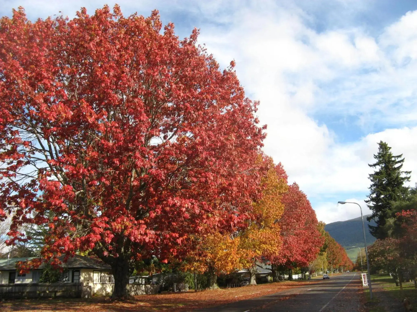 Tongariro River Motel