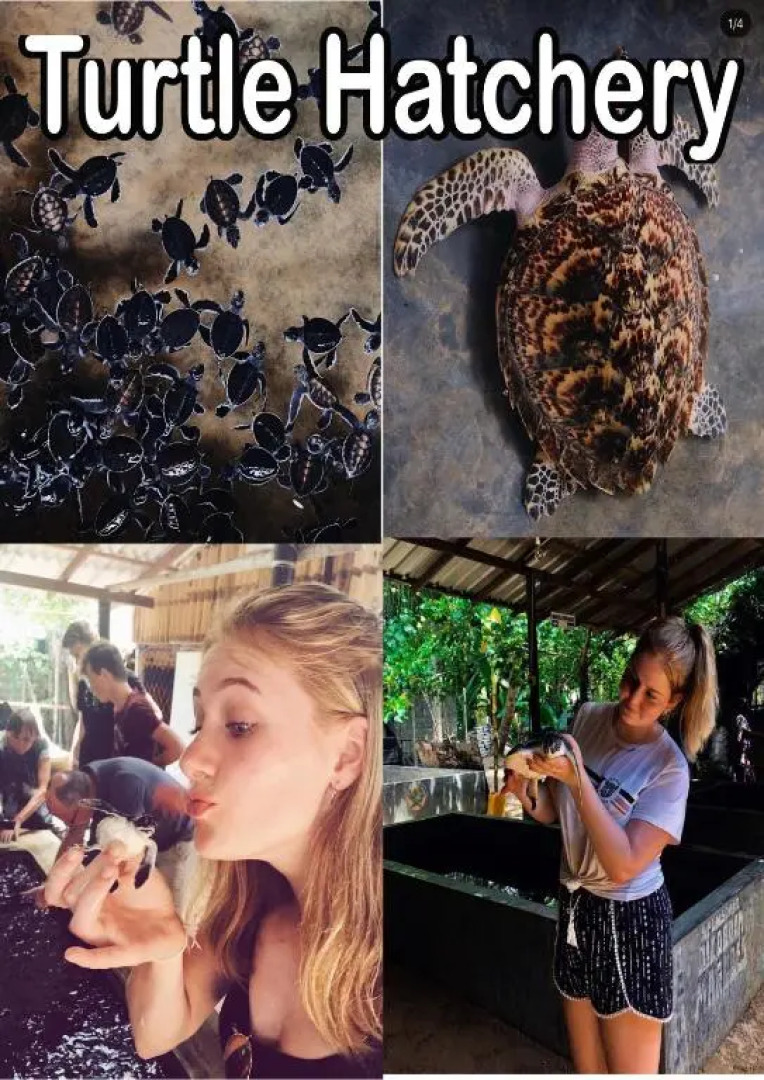 Turtle paradise villa & restaurant