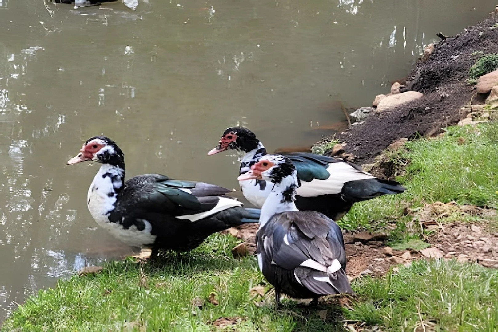 Cabana Pequeno Bosque Com Vista - o Rio, à 15 km da cidade