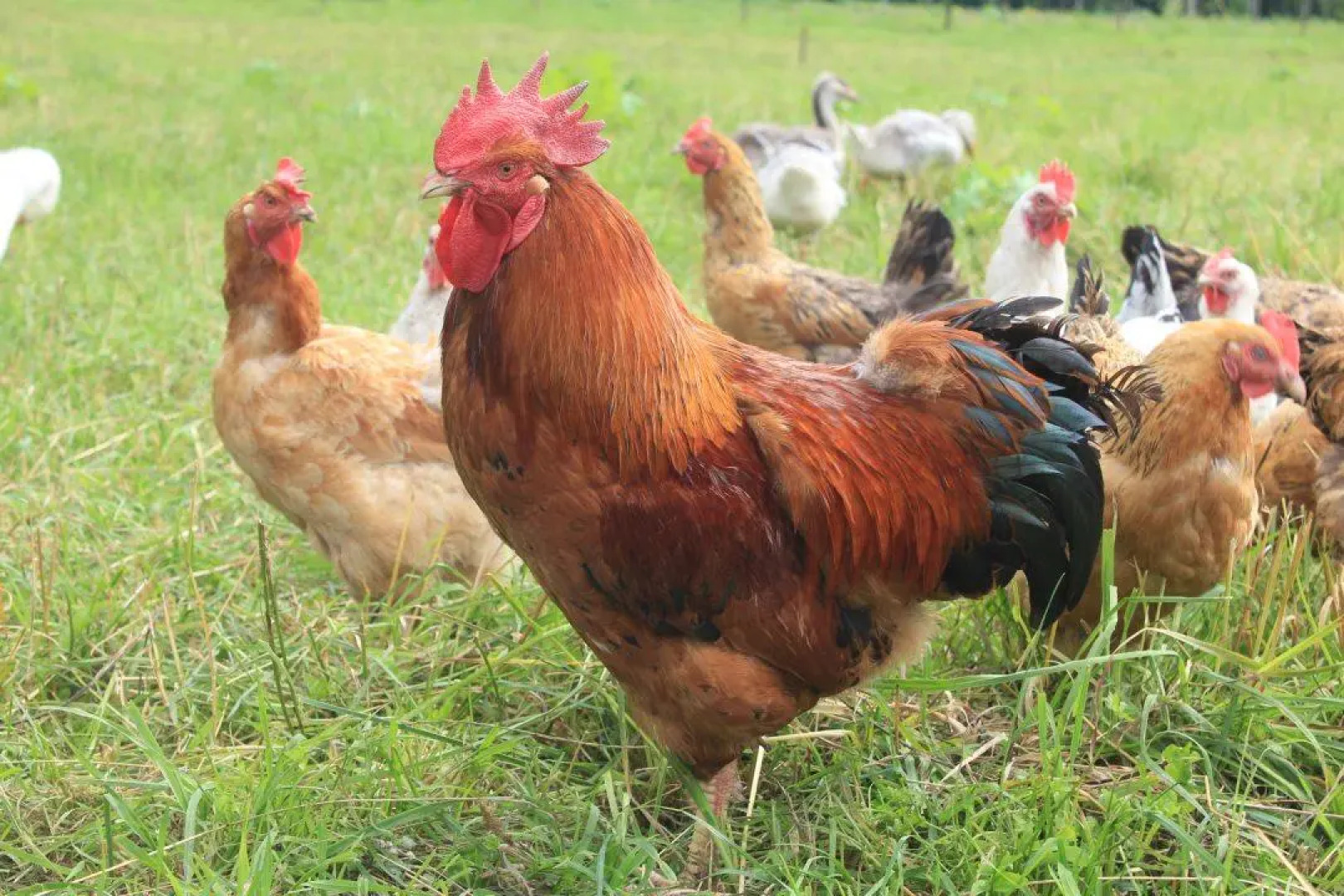 Дом на лесной опушке