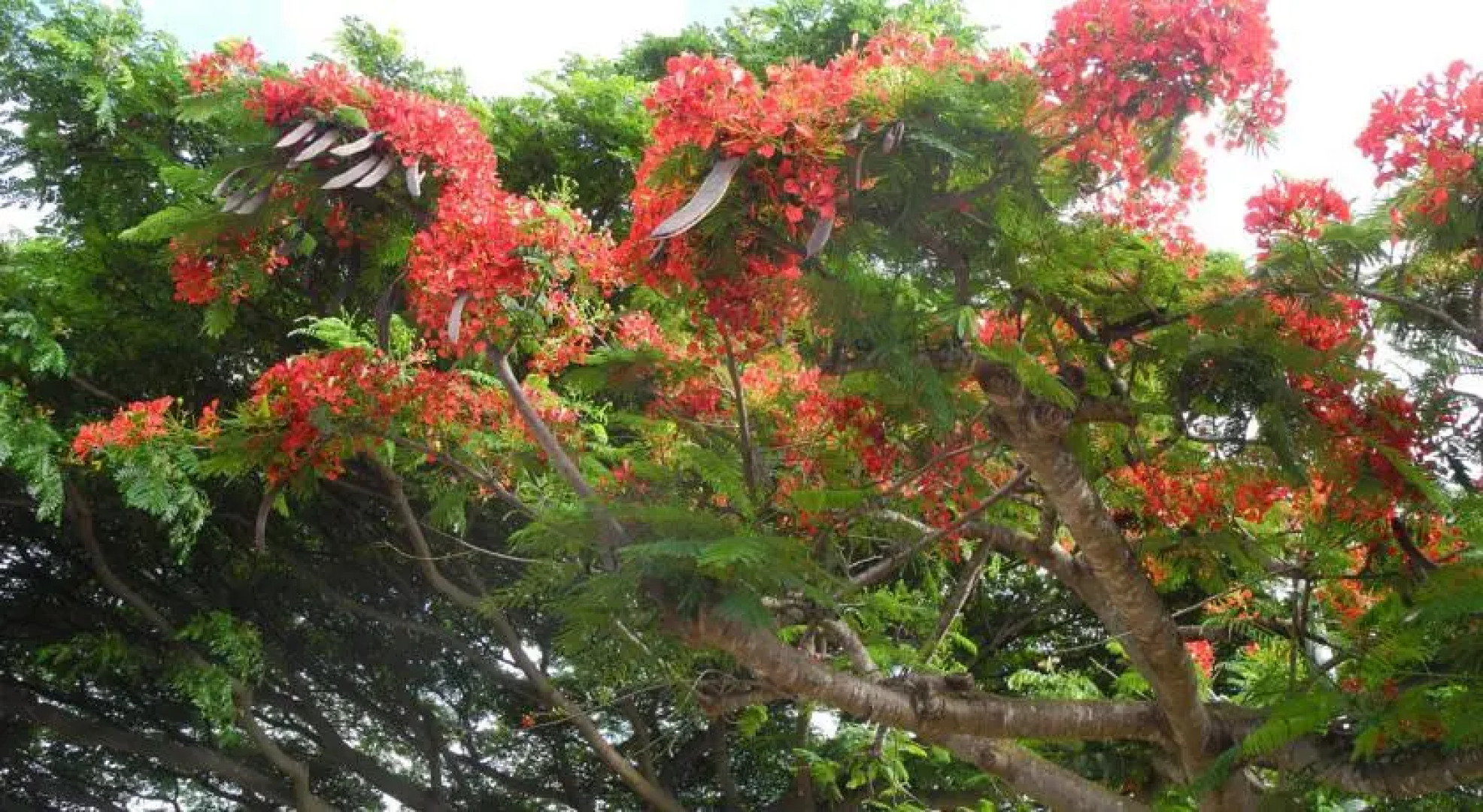 Shirleys Townhouse in Mililani