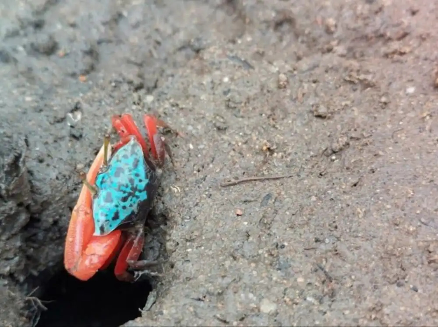 The Tropical Hut Lodges