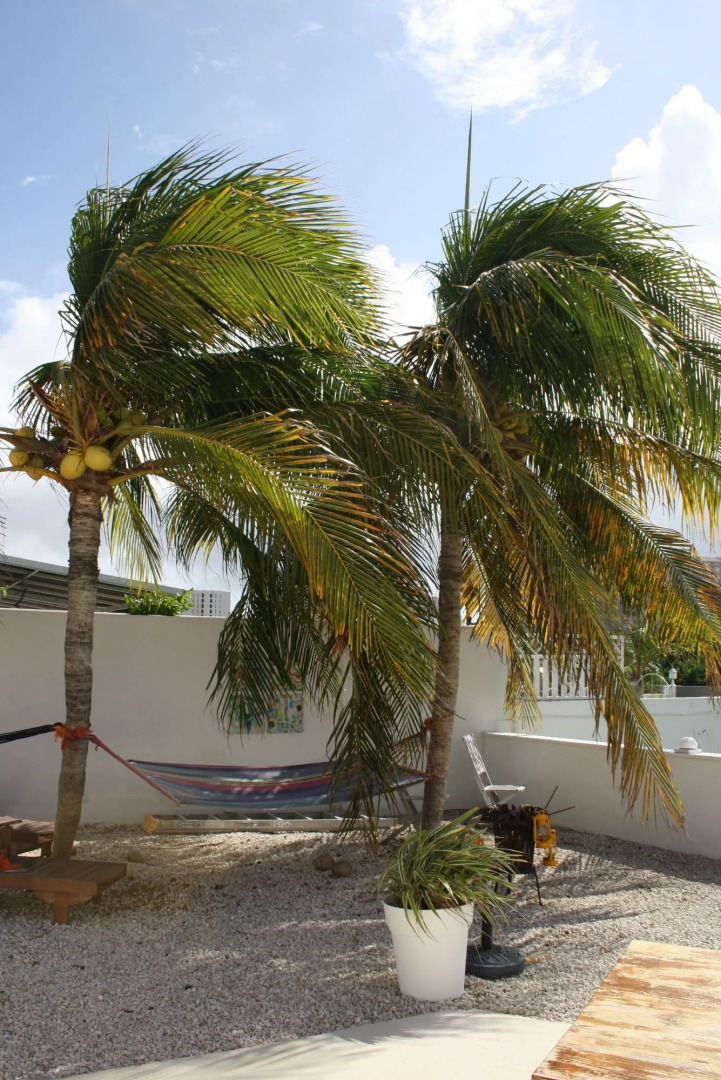 Karibu Aruba Boutique Hotel