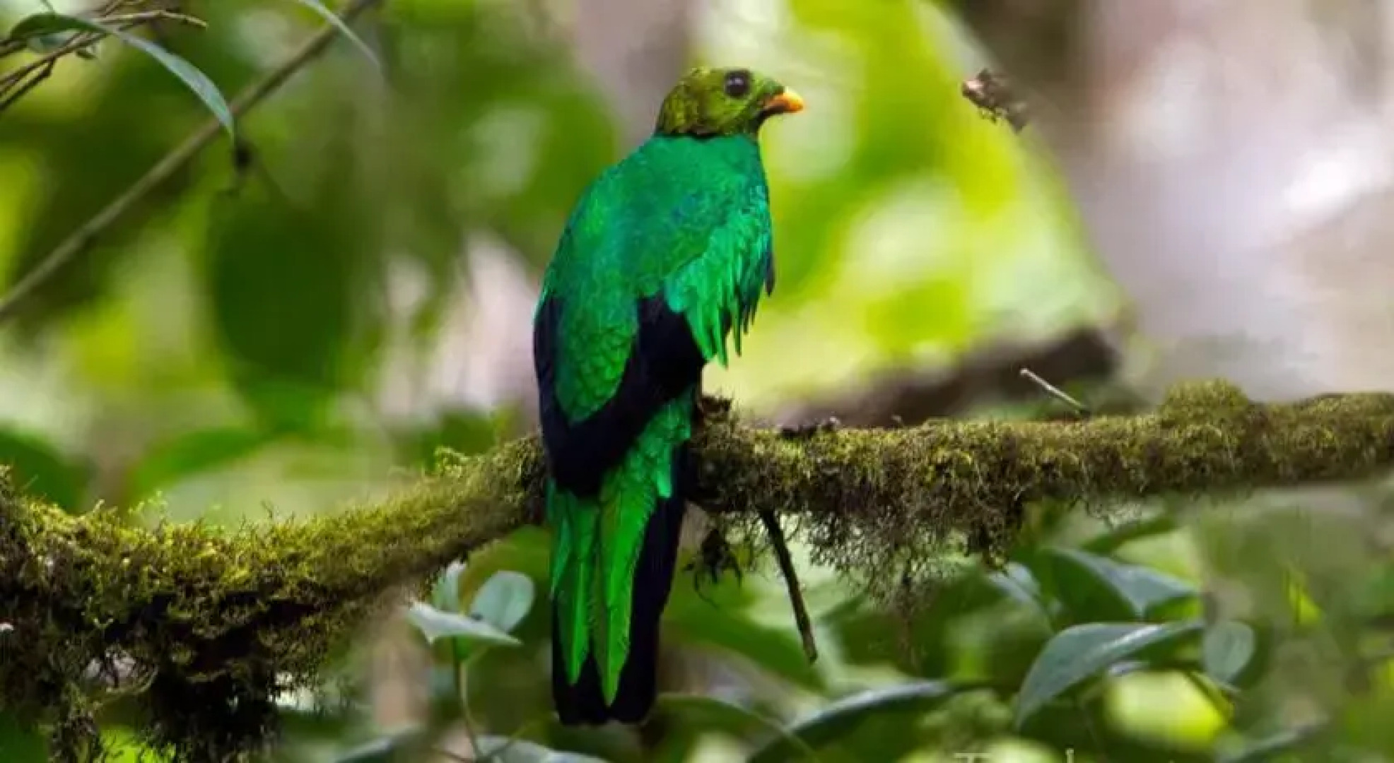 Tandayapa Bird Lodge