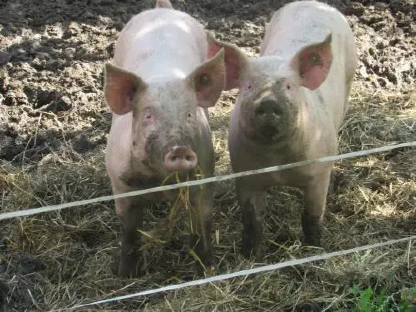 Ferienhof Breitenbaumer