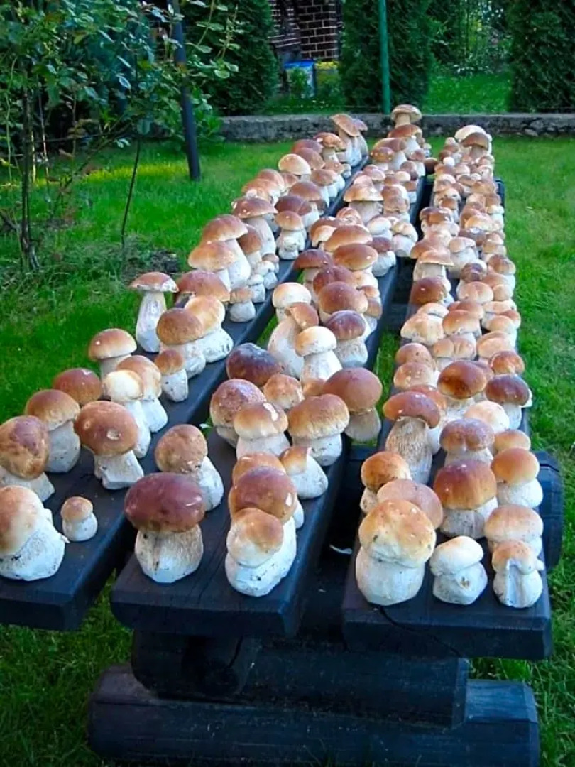 Chata u sovicky Malino Brdo