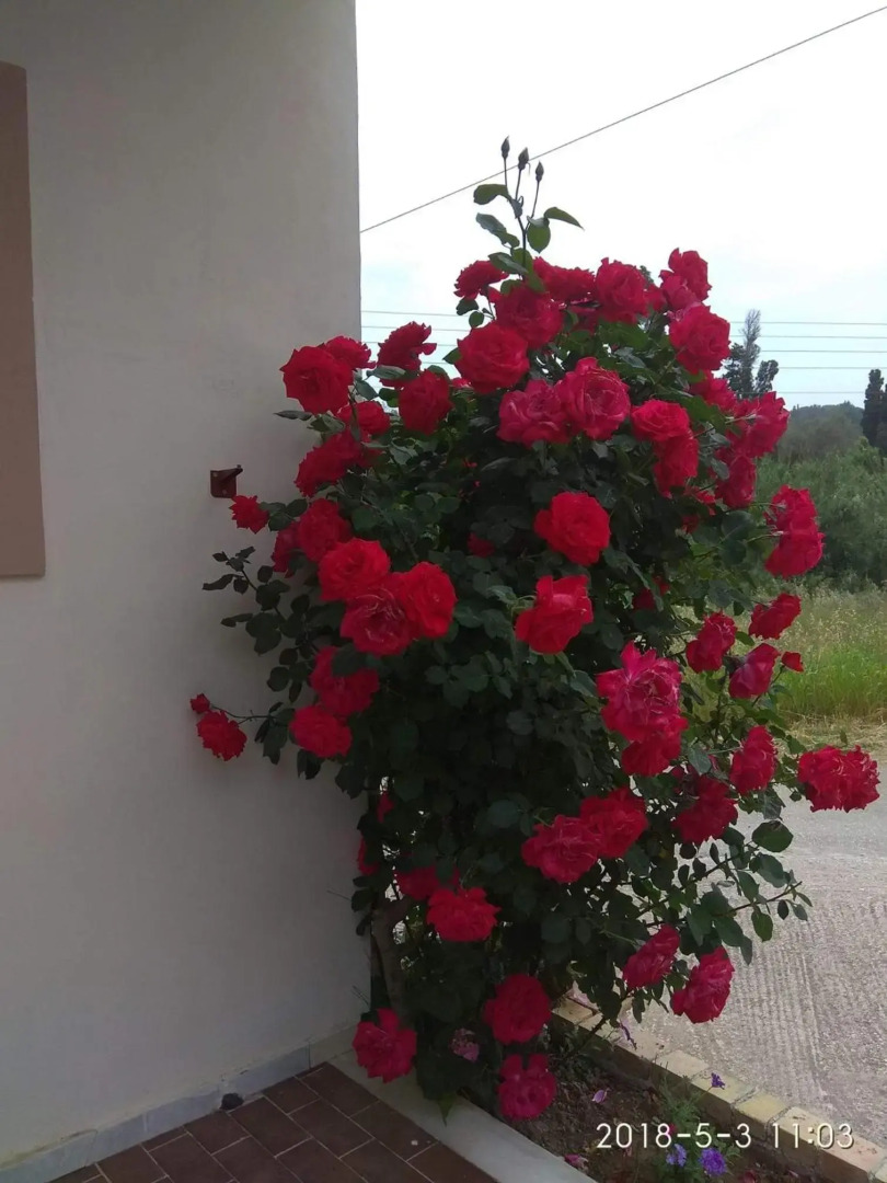 Studio Romeo & Juliet