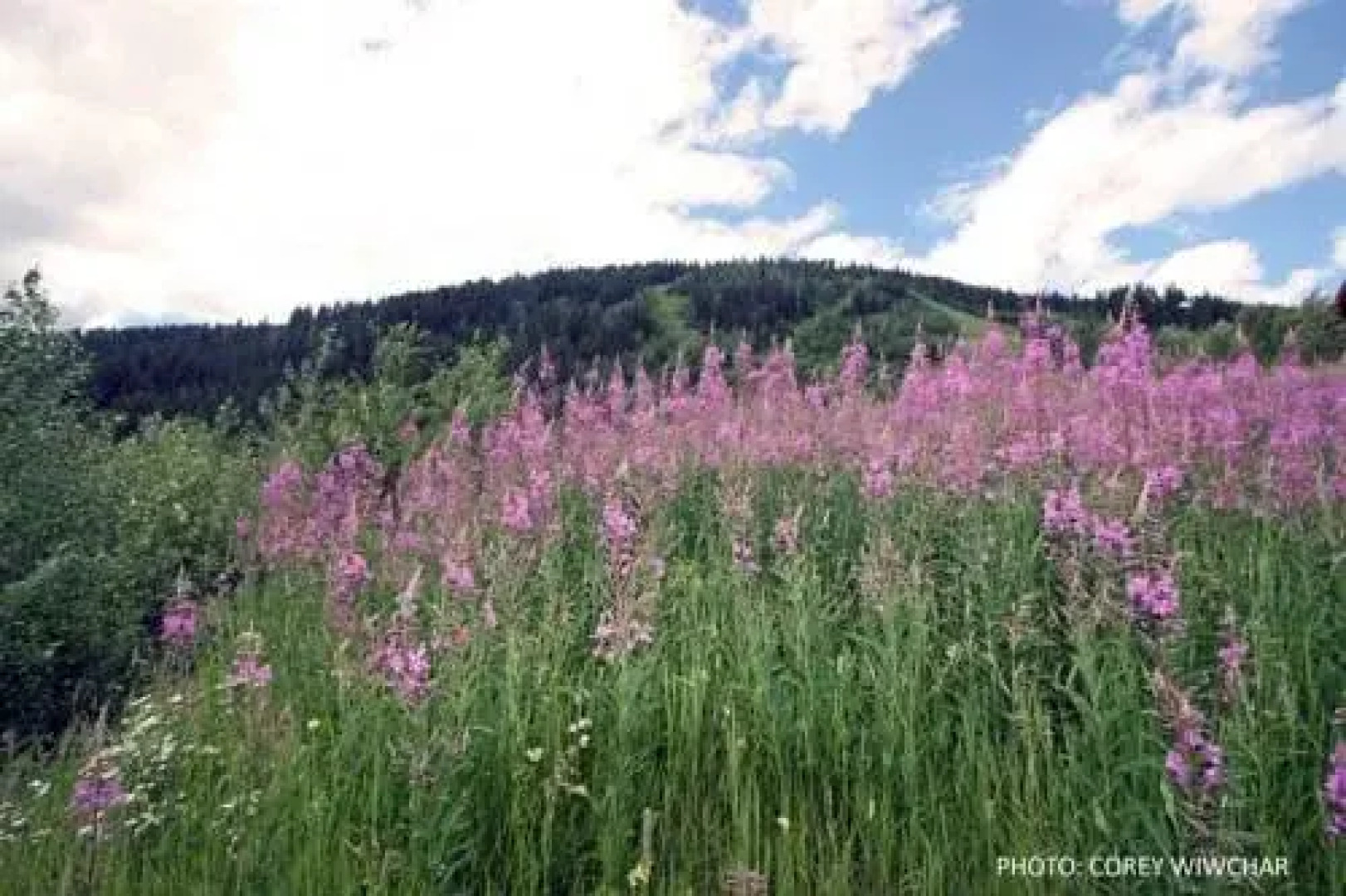 Woodhaven by Bear Country