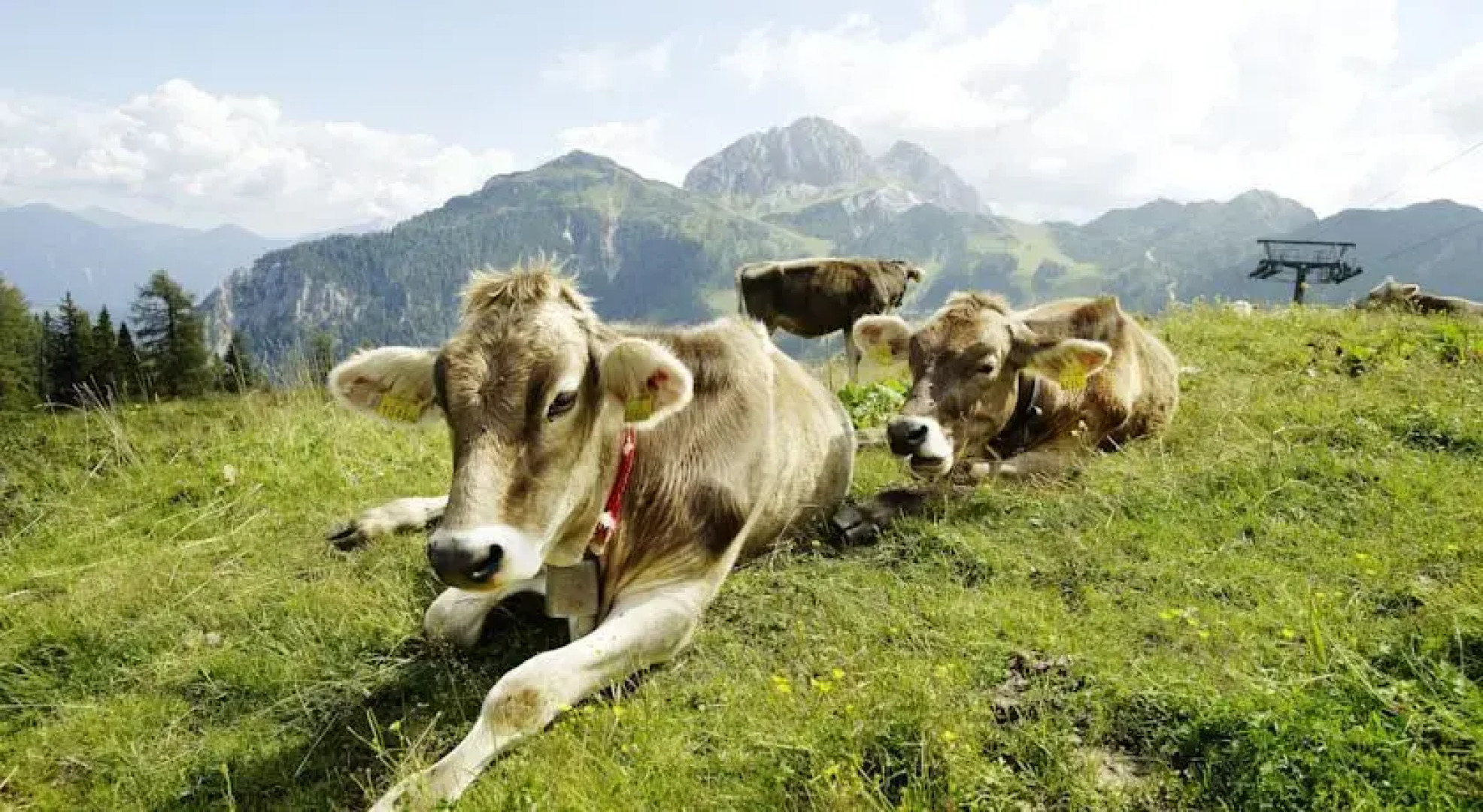 Cosy Flat in the Alps