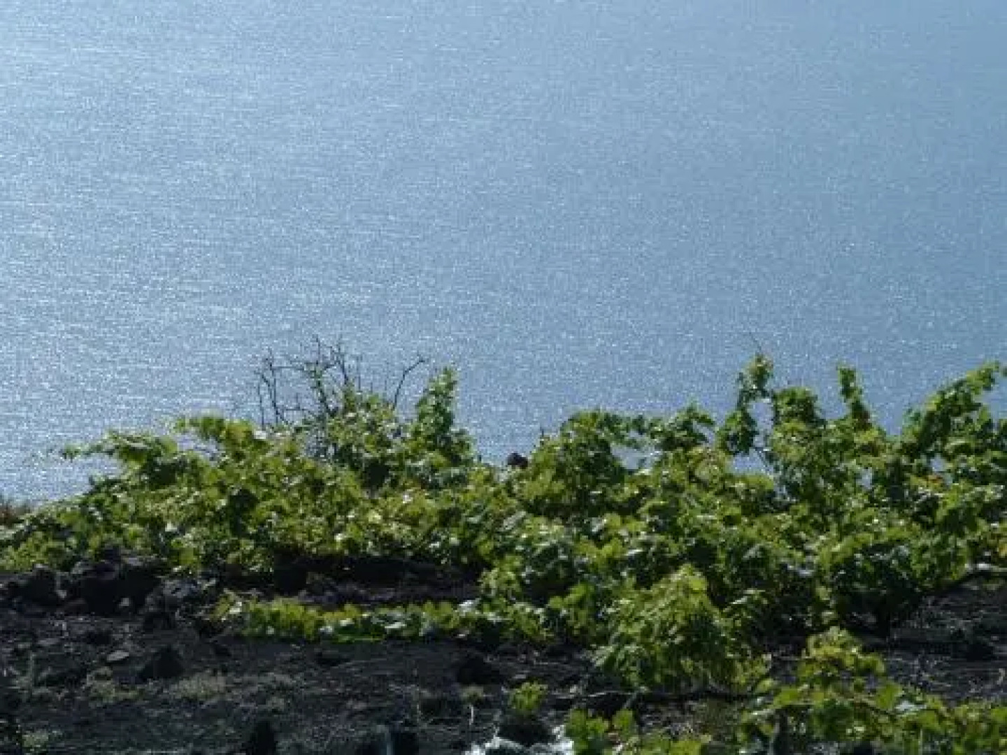 Casita las Viñas II