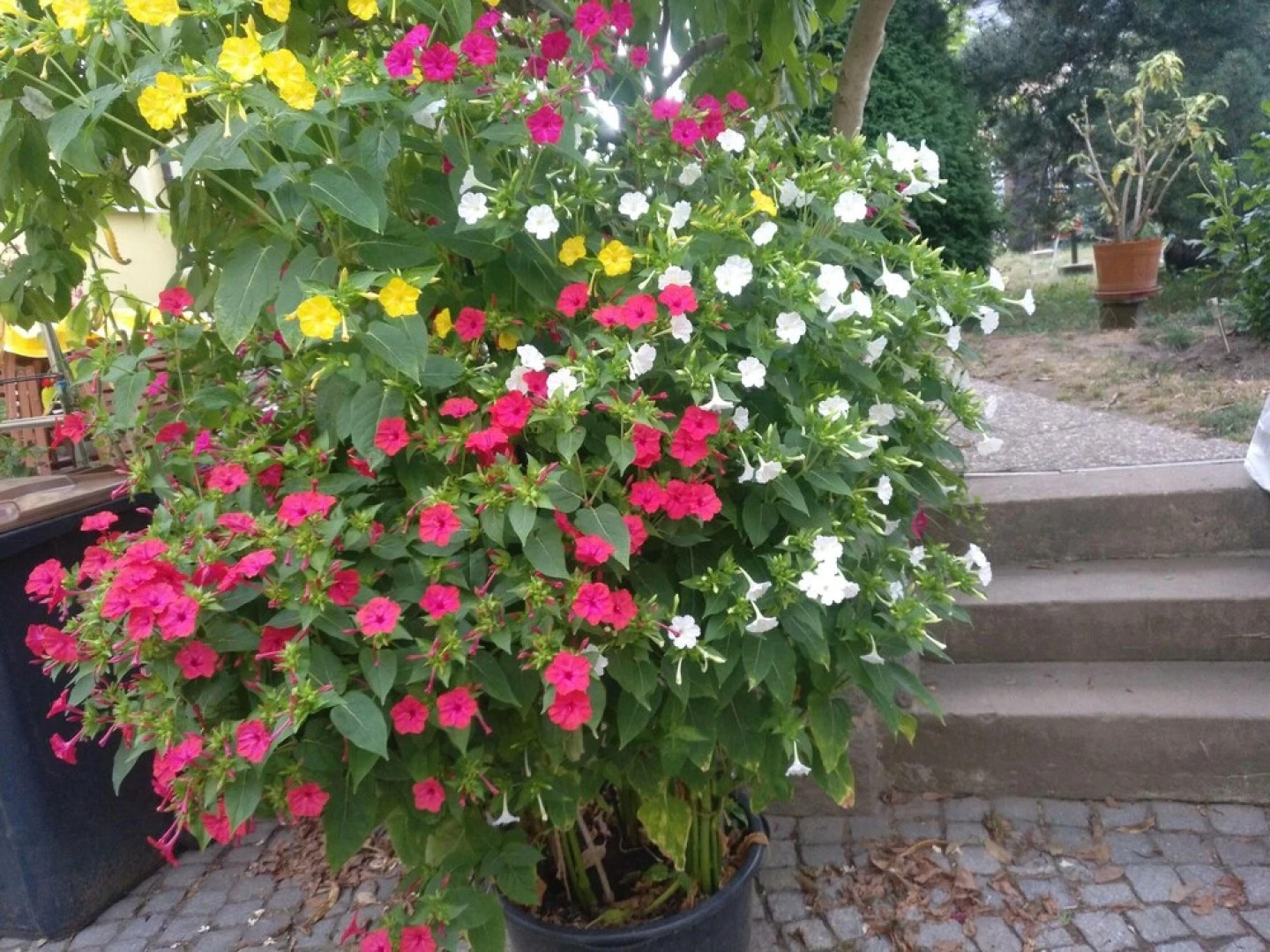 Ferienwohnung-der-Familie-Thierse