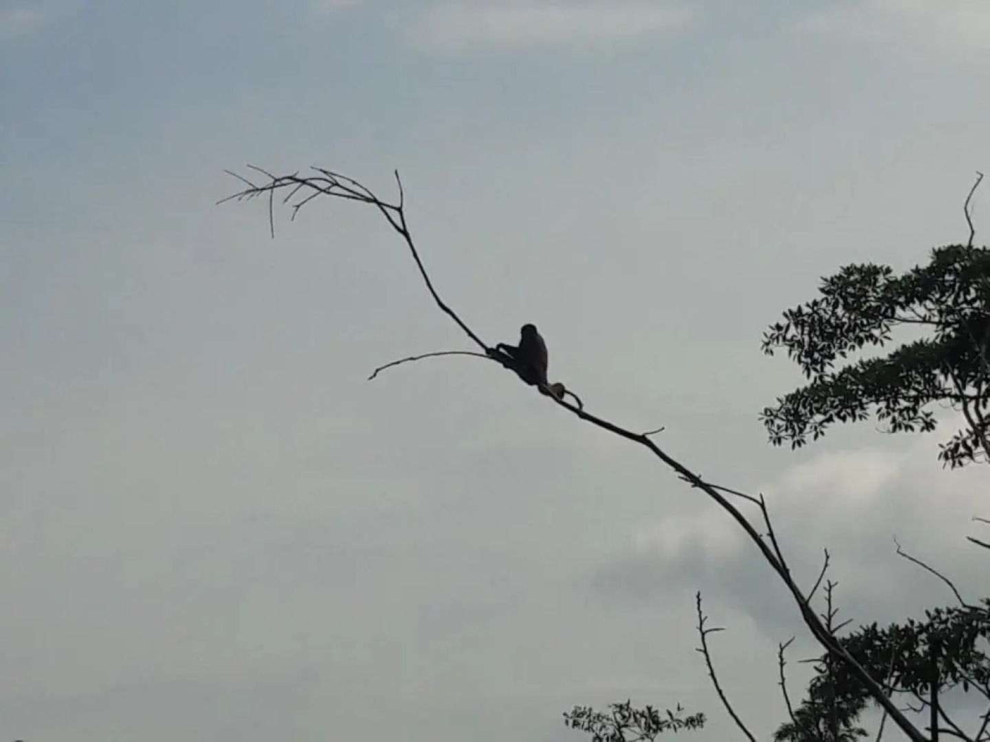 Hotel Marques Amazonico