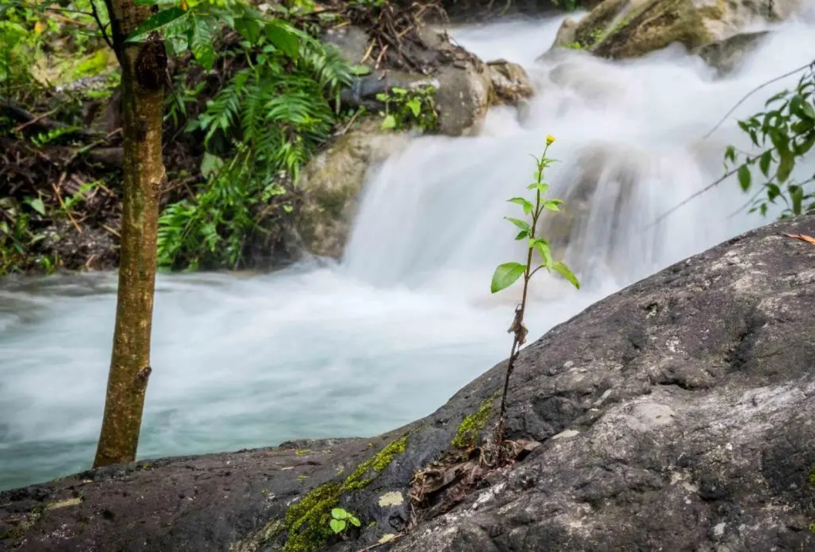 Backpacker Panda Rishikesh