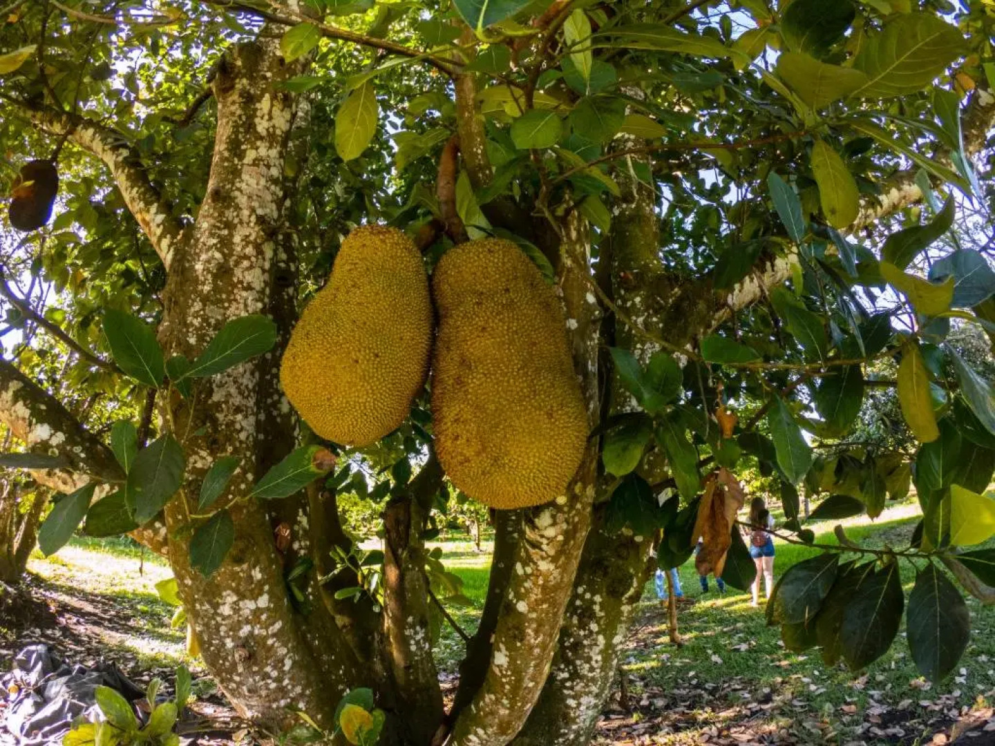 Hotel Brisas La Gaviota