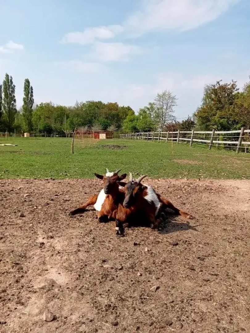 Le pressoir de gisay