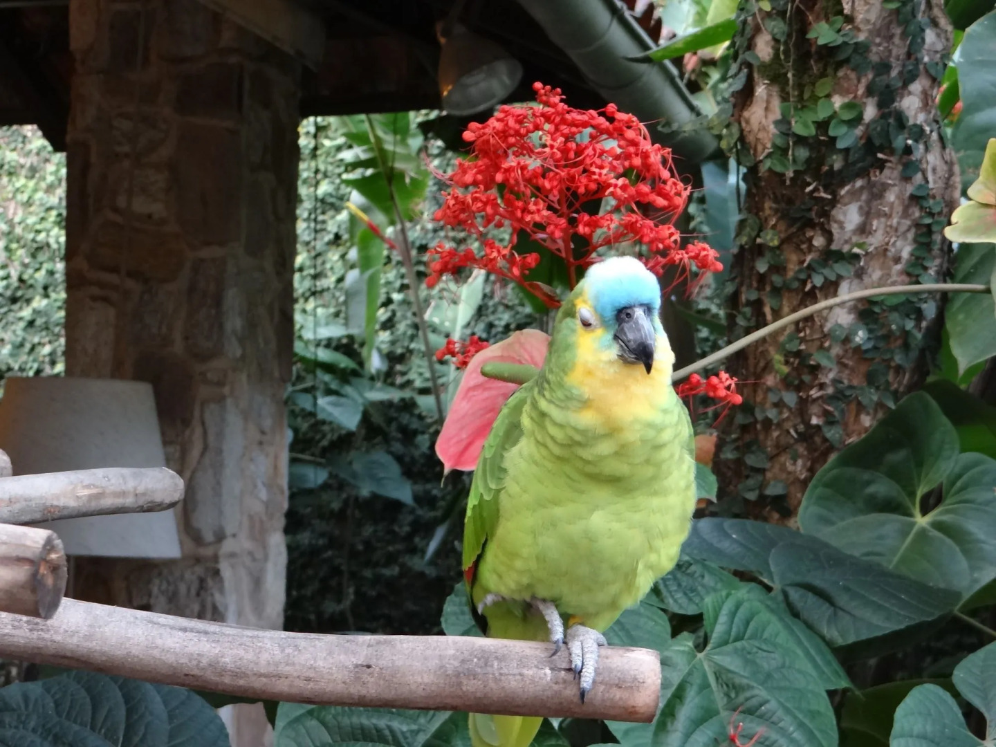 Eliconial Paraty Pousada
