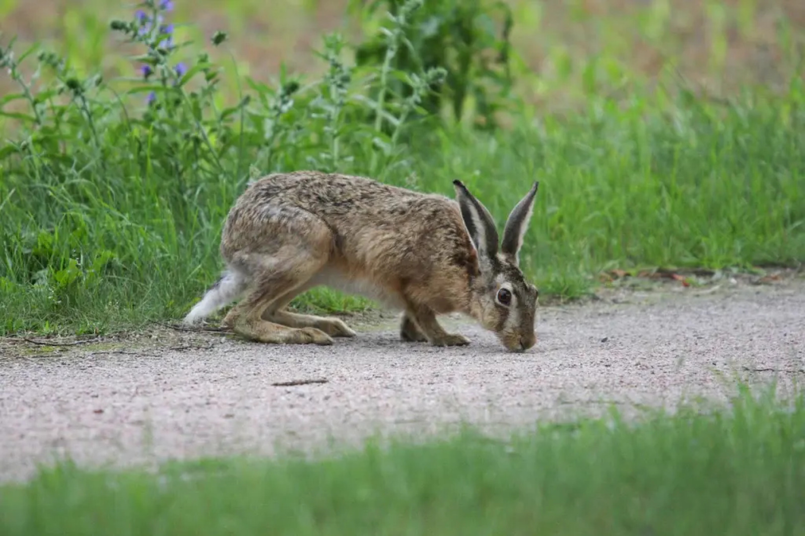 Semi-detached house Seepferdchen, Lohmen